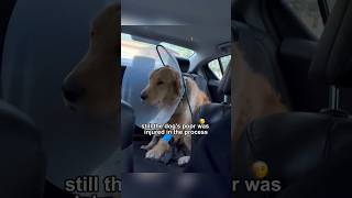 I like this dog#shorts #video #dog