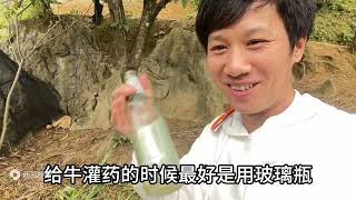 以后牛消化不良胀气不用怕了，用这个办法第二天就好了