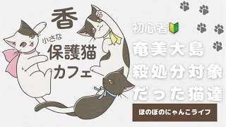 小さな保護猫カフェ香 がライブ配信中！