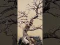 inspirasi bonsai asem jawa bonsai bonsaikito