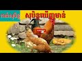 សុបិន្តឃើញមាន់ 🐣 🐔