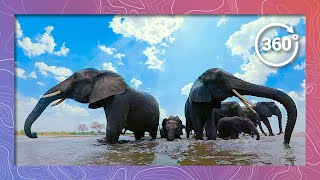 Surrounded by Baby Elephants in the Water (in 360 5K)