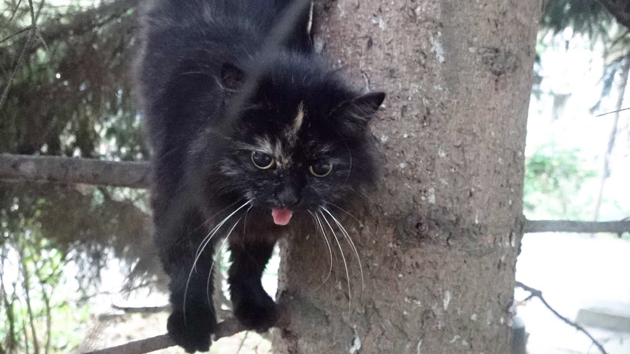 The Cat Meowing On A Fir Tree Youtube