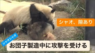 シャオくん、笹団子製造中にレイちゃんに攻撃を受ける　2023.03.01 Cute panda twins