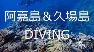 【慶良間諸島】春の沖縄🌸阿嘉島と久場島でダイビング‼