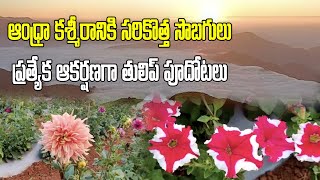 Lambasingi Tulip Flowers Farming | Andhra Kashmir Tourist Place | Samayam Telugu