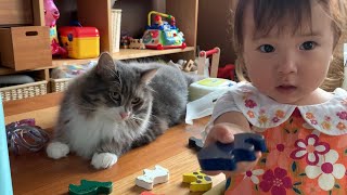 娘と一緒に学び、遊び、休む猫　ノルウェージャンフォレストキャット　A cat to learn, play with, and rest with my daughter