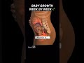 your baby’s growth week by week pregnancy womenshealth mother anatomy pregnant