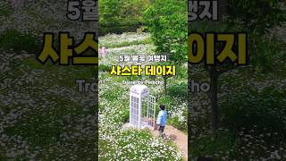 샤스타 데이지 성지로 떠오르는 곳 | 순백의 꽃과 화이트톤의 전화부스가 매력적이네요 #샤스타데이지 #여행하는핑초 #국내여행