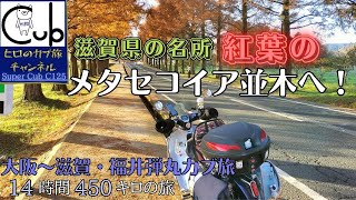 スーパーカブで大阪から滋賀・福井日帰り弾丸カブ旅（14時間450キロの旅) ①滋賀県の名所メタセコイア並木の紅葉編【原付2種 】【モトブログ】【スーパーカブC125】