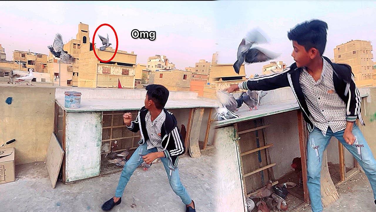 Pakda Hua Kabutar Kese Khul Gaya рџ є Youtube
