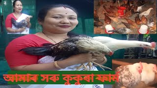 আমাৰ সৰু কুকুৰা ফাৰ্ম@dipshikhaborahgogoim6491