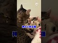 押したら鳴きます｜peco 猫の鳴き声 猫 愛猫家 猫のいる暮らし 猫動画 meowingcat cat catlover catlife catvideos