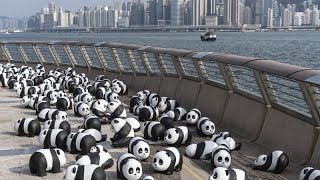 No Comment : les pandas envahissent Hong Kong