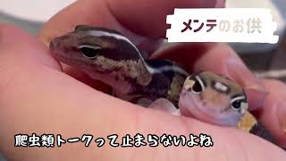 爬虫類・両生類のメンテをしながら聴く動画【メンテのお供】爬虫類トークって止まらないよね