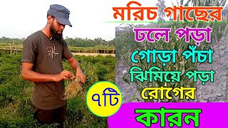 মরিচের ঢলে পড়া / গোড়া পঁচা / ঝিমিয়ে পড়া রোগের ৭টি কারণ। মরিচ চাষ//  Cultivation method of chilli