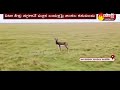 deers enjoying @ srsp backwater attract visitors at nandipet of nizamabad dist sakshi tv