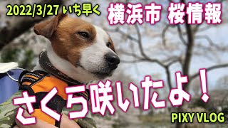 【ジャックラッセルテリア】横浜市の🌸をいち早くお届け~~~🌸咲いたよ~~~　Jack Russell Terrier 🐶