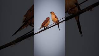 মুনিয়া (দেশী চাঁদি ঠোঁট) || Indian Silverbill #shorts #nature #wildlife #trending#viral