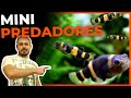 🔴TOP 5 MINI PEIXES PREDADORES PARA AQUÁRIOS |Mr. Betta|