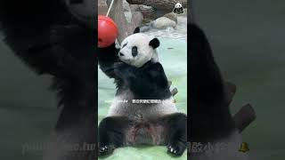 遺留下來的豐榮 仔仔以為還有小小玩了ㄧ下😂#貓熊 #panda #熊猫 #cute #giantpanda #팬더 #animals #台北市立動物園 #圓仔