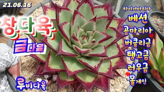 루비다육2탄/금다육.창다육.리톱스/구경해보세요/택배 010 5895 1110(korean succulent plants)