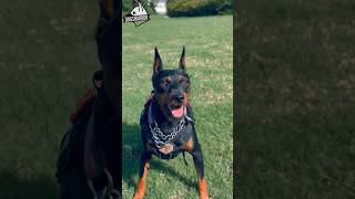 Amazing Doberman Pinischer Puppy Skills #shorts