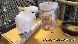 天王寺動物園の紹介・動物たちの動画 / 天王寺動物園