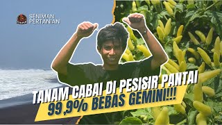 UMUR 22 TAHUN, SUKSES BUDIDAYA CABAI DI PESISIR, KALAHKAN GENGSI DAN RASA MALAS!