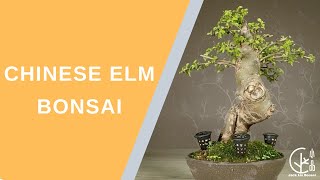 Chinese Elm Bonsai Care 2021 | Pruning and Reshaping 如何整理榆樹盆栽