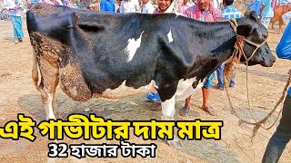 বাছুর ছাড়া ফ্রিজিয়ান খালি গাভীর দাম জানুন। ভারতের সারাই হাট থেকে। Ahasan vlog