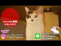 子猫を拾って34週間・ぽてとの日常【生後9ヶ月】