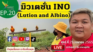 ParrotThai LIVE🔴 : EP 20 มิวเตชั่น INO (Lution and Albino )