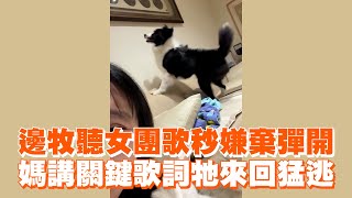 邊牧聽女團歌秒嫌棄彈開　媽講關鍵歌詞牠來回猛逃｜寵物動物｜邊牧