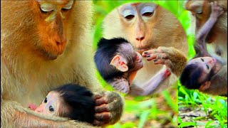 Omg! Charming Baby Boy Monkey Vasco Boy Really Attractive Grandma Fall In Love With Him