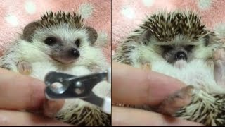 ハリネズミのえびす丸 025 つめきりこわい ＆ マッサージ Hedgehogs Nail Clipping \u0026 Massage