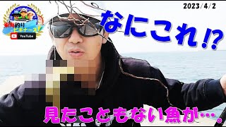 【愛知県西尾市吉良町宮崎】でエサ釣り。見たこともない魚が…。　Bait fishing in [Miyazaki, Kira-cho, Nishio City, Aichi Prefecture]