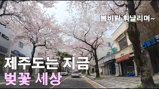 [제주살이커플]따뜻한 제주도는 벚꽃이 만개했습니다🌸 (전농로 벚꽃거리, 오삼커피바, 세븐스타시티홀누들스테이션, 강아지 산책, 금귤청 만들기)