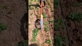 groundnut weeder rs 2300... 9787672239 melur madurai d Tamilnadu🇮🇳🙏(4)