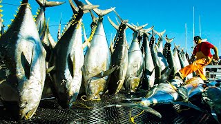 Harvest Giant Bluefin Tuna, Tuna Fishing Nets On Modern Boat - BLUEFIN TUNA Cutting in Factory