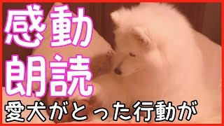 【感動する話】愛犬が家族が揃うのを待って亡くなった…【動物の泣ける話】