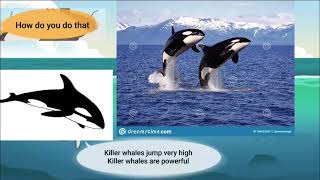 Meet the Animals 63: Killer Whale