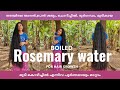 How to make Boiled Rosemary water for hair growth | get healthy, Thick and long hair at home