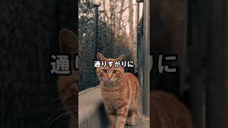 猫はチラリ！ #猫動画 #猫好き #雑学 #あるある #ねこ #ネコ #cat #shorts