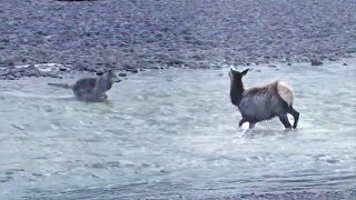 野狼狩猎麋鹿全过程！面对躲进水中的麋鹿，野狼能如愿以偿吗