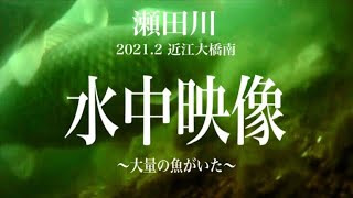 瀬田川 近江大橋南 温排水【水中映像】琵琶湖 バス釣り ーながやんチャンネル