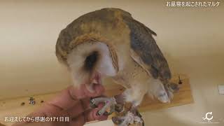 【お昼におこされたマルタ・・・平凡な暮らしこんにちは】 お迎えしてから171日目 メンフクロウのマルタのほほん日記 #owl #owls #フクロウ #メンフクロウ