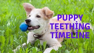 Puppy Teething Timeline: When Do Puppies Get Teeth