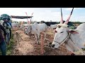 chunchanakatte cattle fair 2022 2 lakh priced hallikar bullocks for sale cattle fair in karnataka