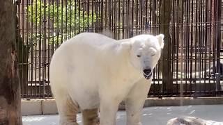 大好きな飼育員さんが気になる優しい顔のしろくまピース😊polarbear